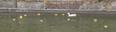 eendjes